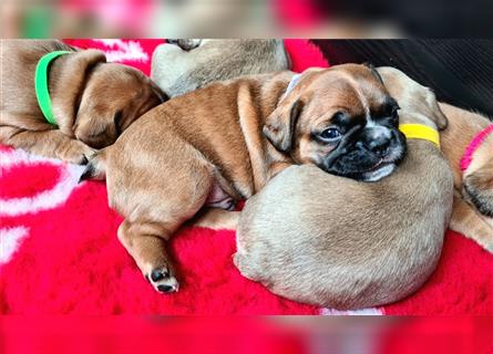 zuckersüße Französische Bulldoggen Welpen mit Ahnentafel