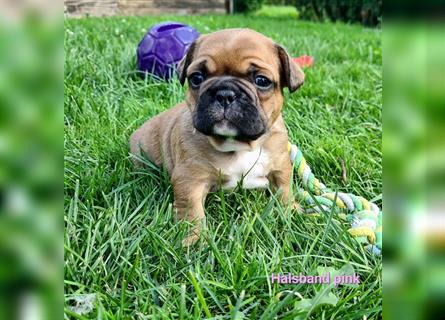 zuckersüße Französische Bulldoggen Welpen mit Ahnentafel