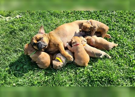 zuckersüße Französische Bulldoggen Welpen mit Ahnentafel