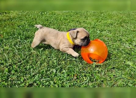 zuckersüße Französische Bulldoggen Welpen mit Ahnentafel