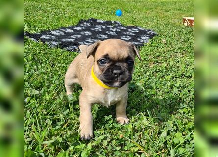 zuckersüße Französische Bulldoggen Welpen mit Ahnentafel