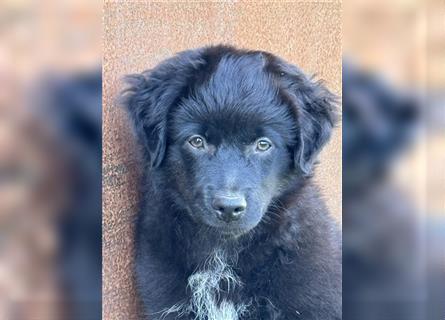 Mini Aussie , Miniature Australian Shepherd Welpe, Rüde