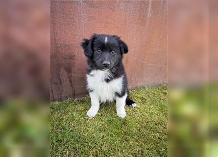 Mini Aussie , Miniature Australian Shepherd Welpe, Rüde