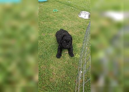 Labradoodle nur noch ein Rüde sucht ein Zuhause