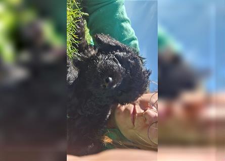 Labradoodle nur noch ein Rüde sucht ein Zuhause