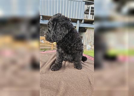 Labradoodle nur noch ein Rüde sucht ein Zuhause