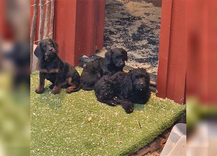 Labradoodle nur noch ein Rüde sucht ein Zuhause