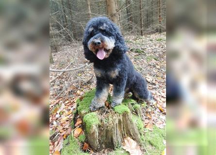 Labradoodle nur noch ein Rüde sucht ein Zuhause