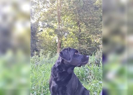 Labradoodle nur noch ein Rüde sucht ein Zuhause