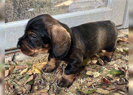 Selbstbewusster Charakter - Rauhaardackel-welpe - Ihr zukünftiger Jagdhund