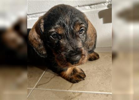 Selbstbewusster Charakter - Rauhaardackel-welpe - Ihr zukünftiger Jagdhund