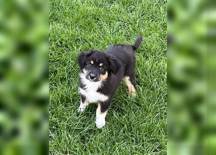 Australian Shepherd Welpe  black tri, ASCA, Chip + EU Pass + Impfung