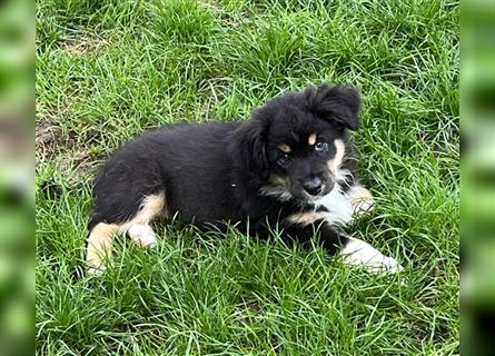 Australian Shepherd Welpe  black tri, ASCA, Chip + EU Pass + Impfung