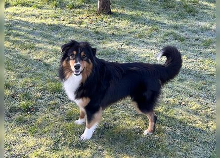 Australian Shepherd Welpe  black tri, ASCA, Chip + EU Pass + Impfung