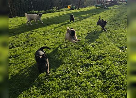 Altdeutsche Mops Welpen mit Ahnentafel