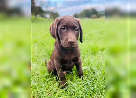 Labrador Welpen braun geboren am 15.07.24