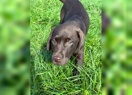 Labrador Welpen braun geboren am 15.07.24