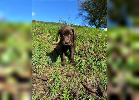 Labrador Welpen braun geboren am 15.07.24