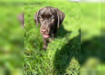 Labrador Welpen braun geboren am 15.07.24