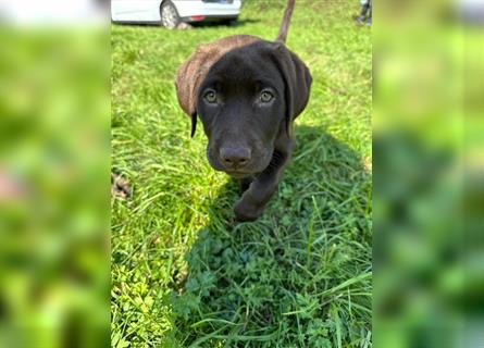 Labrador Welpen braun geboren am 15.07.24