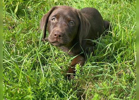 Labrador Welpen braun geboren am 15.07.24