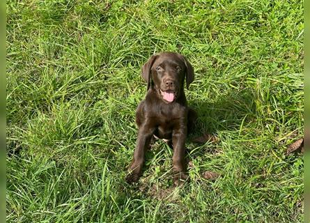 Labrador Welpen braun geboren am 15.07.24