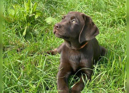 Labrador Welpen braun geboren am 15.07.24