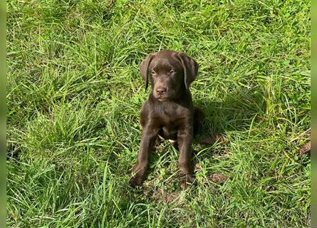 Labrador Welpen braun geboren am 15.07.24