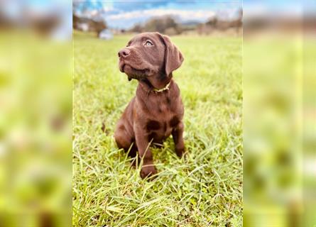 Labrador Welpen braun geboren am 15.07.24