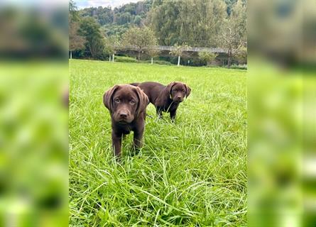 Labrador Welpen braun geboren am 15.07.24