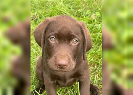 Labrador Welpen braun geboren am 15.07.24