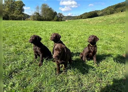 Labrador Welpen braun geboren am 15.07.24