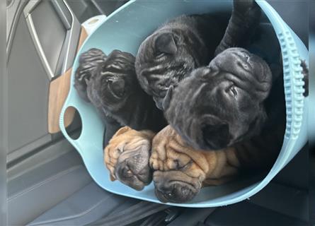 DAS HAUS MIT SHAR-PEI WELPEN - Rassehunde FCI-Profesionelle Zucht