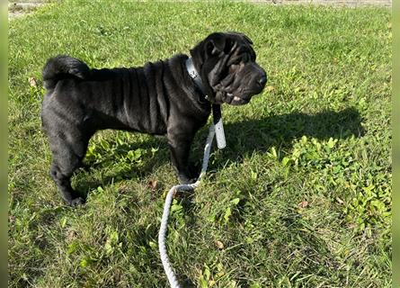 DAS HAUS MIT SHAR-PEI WELPEN - Rassehunde FCI-Profesionelle Zucht