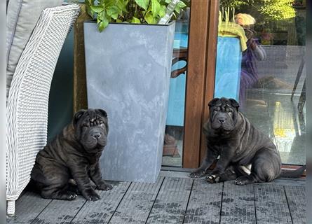 DAS HAUS MIT SHAR-PEI WELPEN - Rassehunde FCI-Profesionelle Zucht