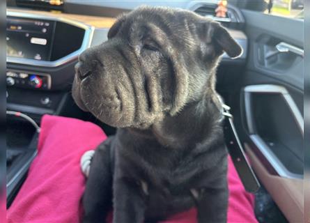 DAS HAUS MIT SHAR-PEI WELPEN - Rassehunde FCI-Profesionelle Zucht