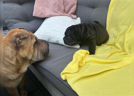 DAS HAUS MIT SHAR-PEI WELPEN - Rassehunde FCI-Profesionelle Zucht