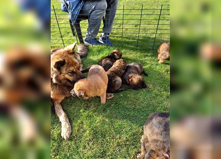 8 gesunde putzmuntere Harzer Fuchs Welpen abzugeben