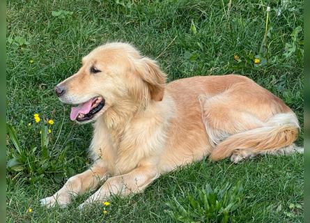 Golden Retriever Hündin abzugeben in gute Hände