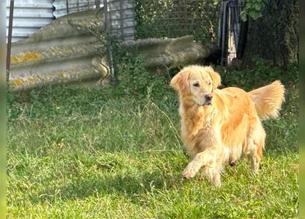 Golden Retriever Hündin abzugeben in gute Hände