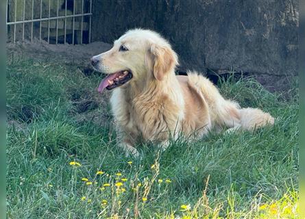 Golden Retriever Hündin abzugeben in gute Hände