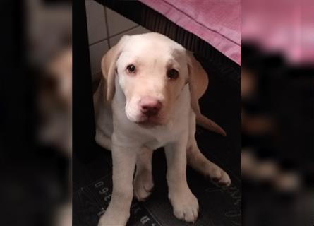 Zuckersüße Labrador Hündin 13 Wochen