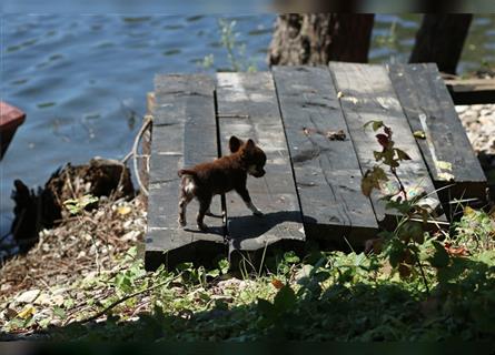 RESERVIERT - Chihuahua Mini-Mädchen von Mai 2024