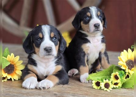 Entlebucher Sennenhunde Welpen mit Papieren