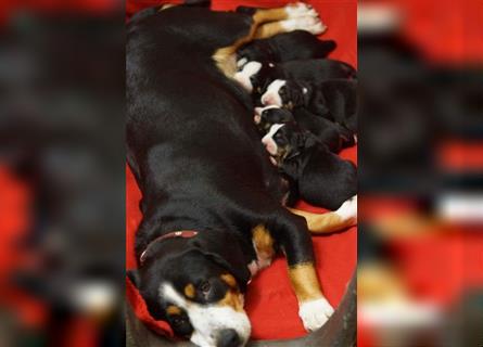 Entlebucher Sennenhunde Welpen mit Papieren