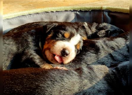 Entlebucher Sennenhunde Welpen mit Papieren