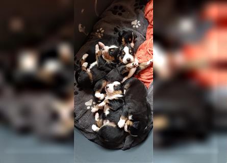 Entlebucher Sennenhunde Welpen mit Papieren