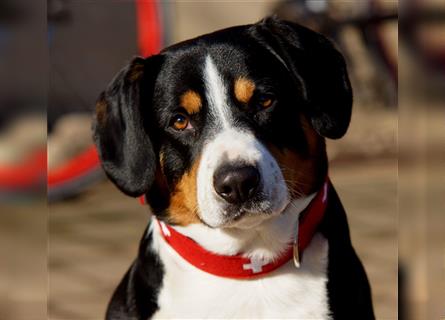 Entlebucher Sennenhunde Welpen mit Papieren