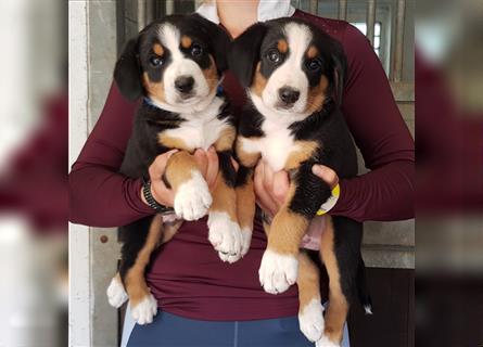 Entlebucher Sennenhunde Welpen mit Papieren