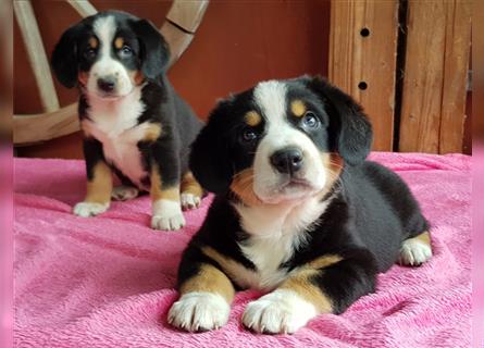 Entlebucher Sennenhunde Welpen mit Papieren